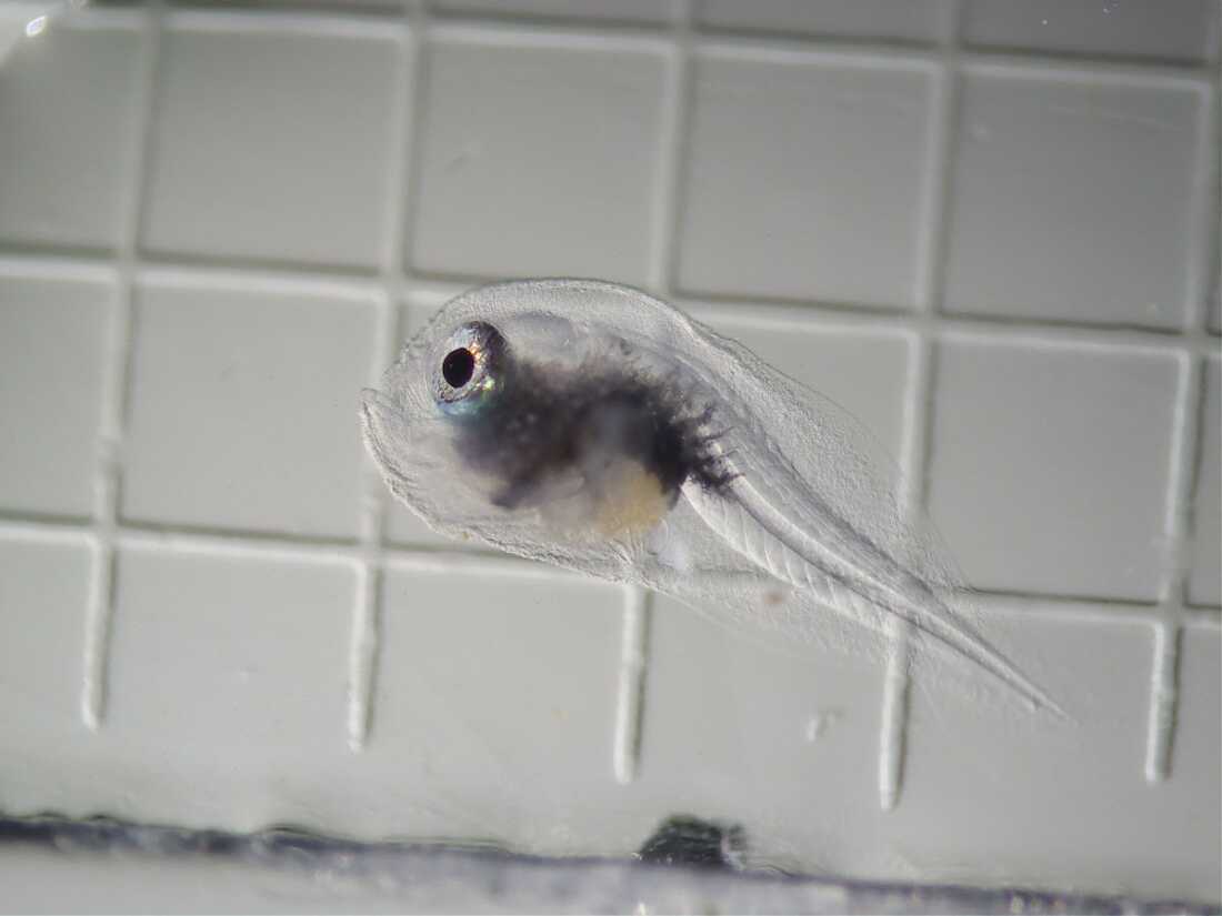 A warty frogfish larva
