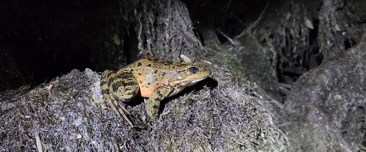During mating season, male frogs often call at night to warn other males or attract females.