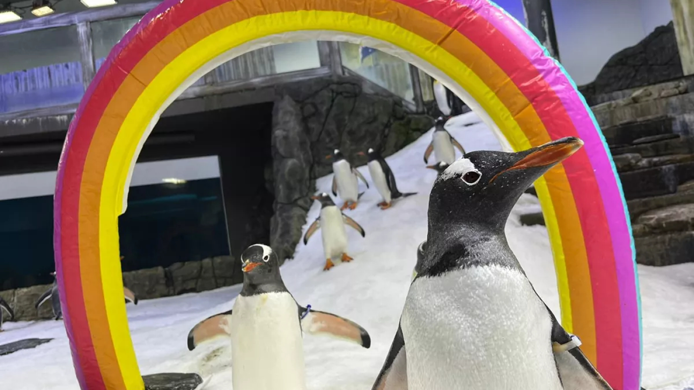 Sphen, partner in Australian same-sex penguin couple, dies : NPR Sphen, partner in Australian same-sex penguin couple, dies : NPR