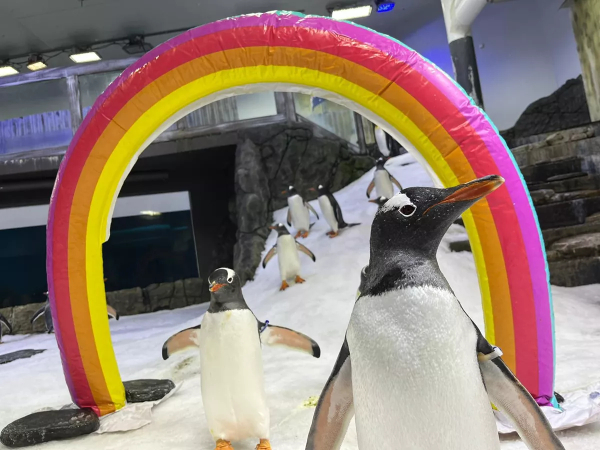 Sphen, partner in a same-sex penguin couple, dies — and a colony sings