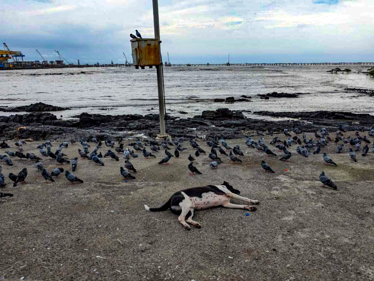 The Carter Road promenade was among several spots in India's financial capital where people would feed pigeons. Even after the Mumbai municipality banned such feeding earlier this year, dozens of pigeons continued to flock to the place, hoping for scraps.