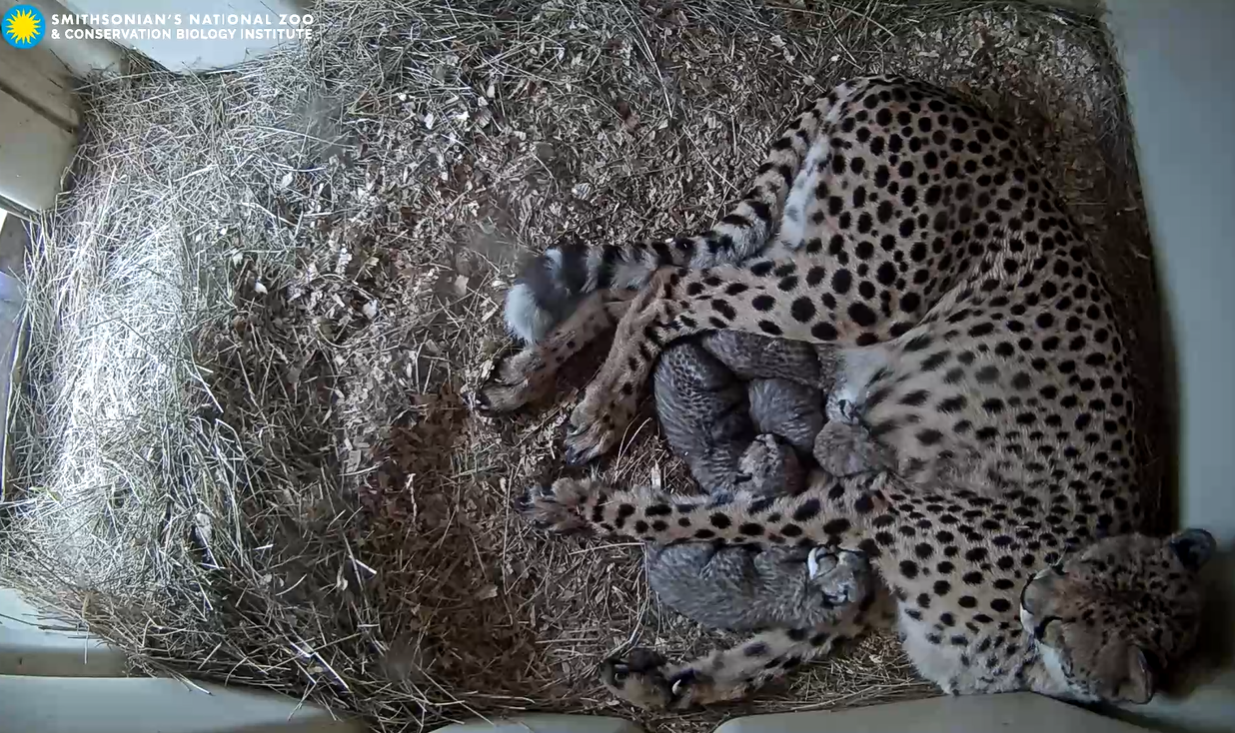 A 24-hour livestream lets you watch adorable newborn cheetah cubs at the National Zoo