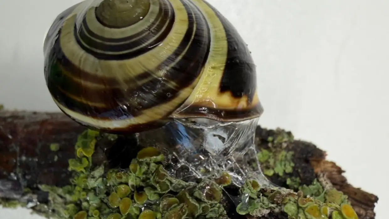 Sticky or slippery? Snails can change their slime to meet the moment