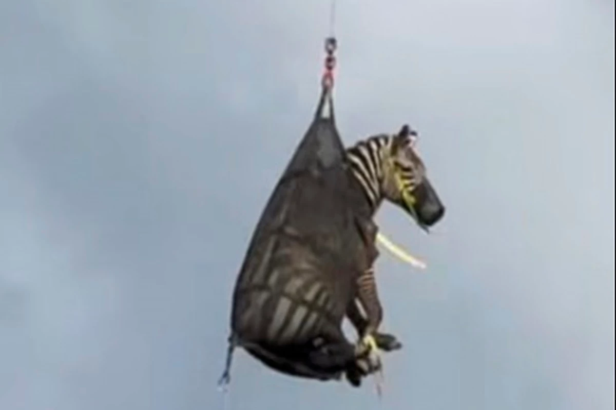 In this image taken from June 8, 2025, video by the Rutherford County Sheriff's Office in Rutherford County, Tennessee, shows the airlifting of a zebra named Ed that had evaded capture for several days after it ran away from its owner.