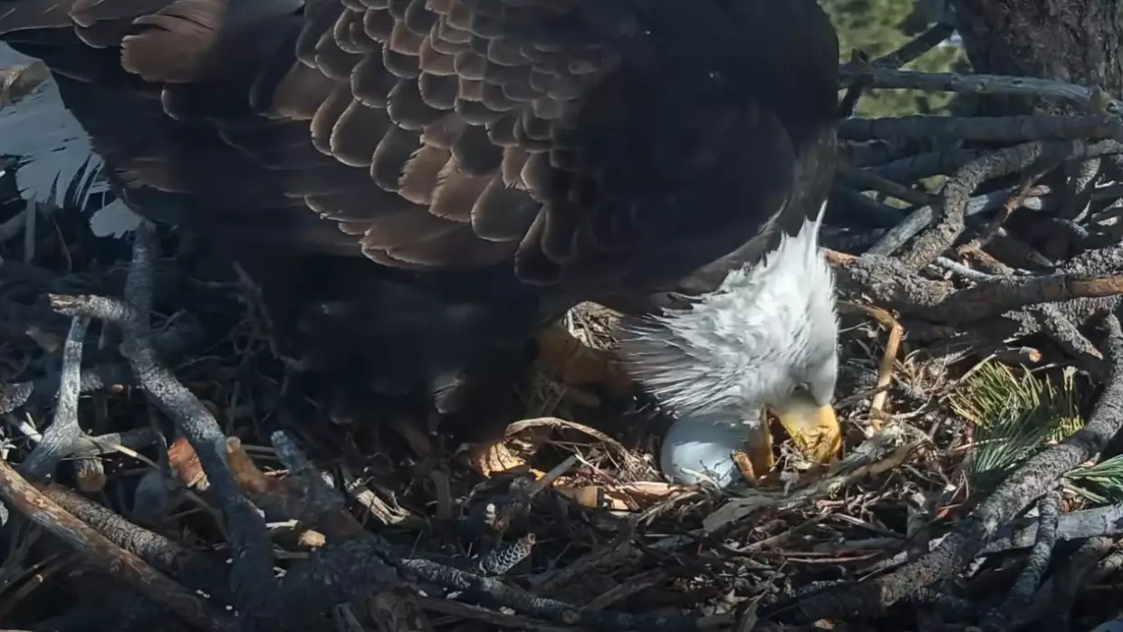 Famed Big Bear bald eagle lays new egg after raven attack
