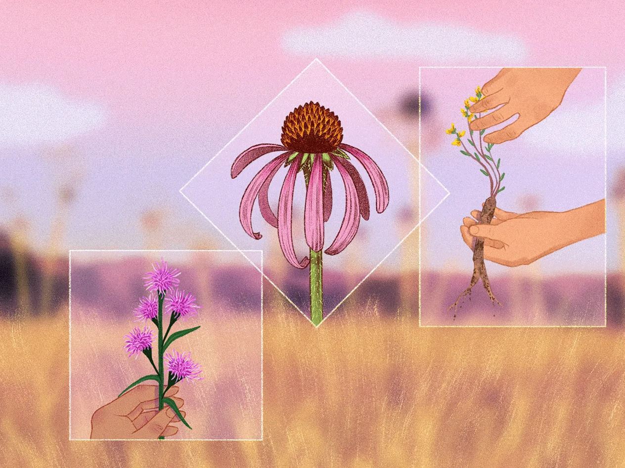 The guerilla campaign to save a Texas prairie from 