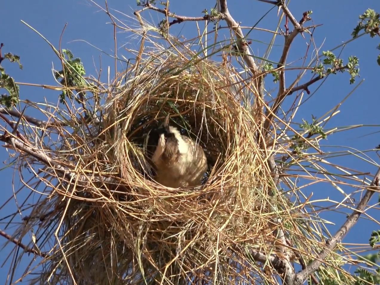 Nset Building When birds build nests, they're also building a culture | NCPR News