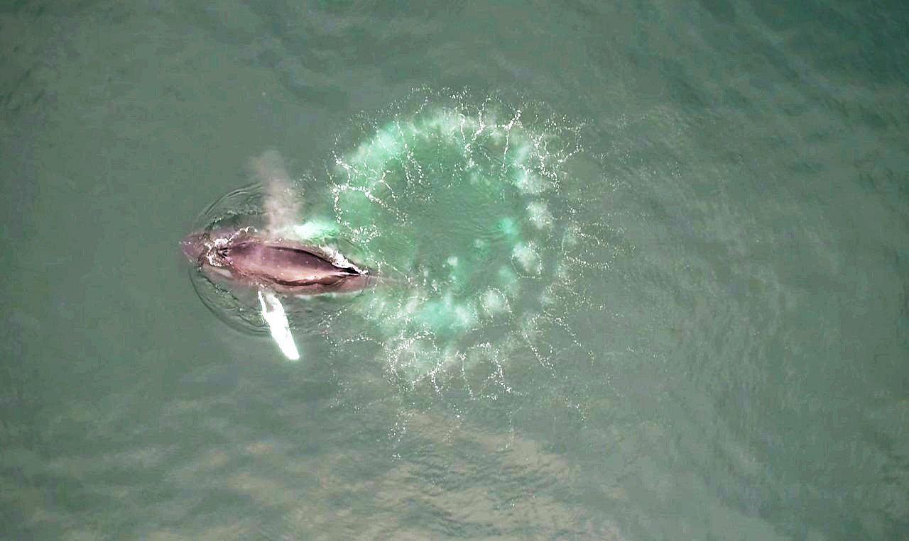 Humpback whales blow spiraling circles of bubbles to create underwater nets for their tiny prey, krill. (Alaska Whale Foundation, images collected under NMFS Permit #19703)
