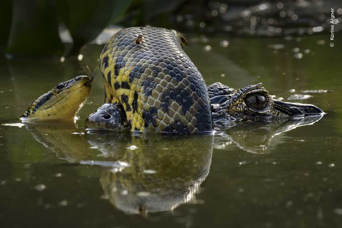 Winner, Amphibians and Reptiles Behavior: Wetland Wrestle. Transpantaneira Highway, Mato Grosso, Brazil. Karine Aigner recognises the skin of a yellow anaconda as it coils itself around the snout of a yacaré caiman.