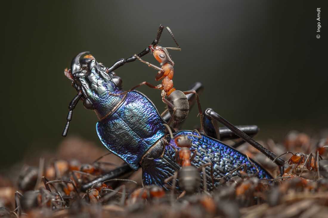 Winner, Invertebrates Behavior: The Demolition Squad by Ingo Arndt, Germany. Arndt documents the efficient dismemberment of a blue ground beetle by red wood ants.