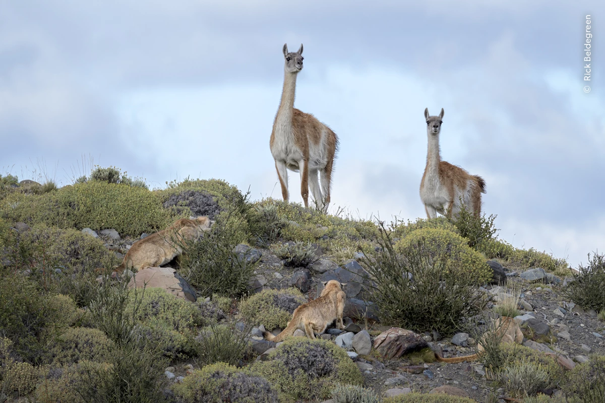 Highly Commended, Mammals Behaviour: Don’t Look Down by Rick Beldegreen, Torres del Paine National Park, Chile. A group of puma cubs stalks their potential guanaco prey.