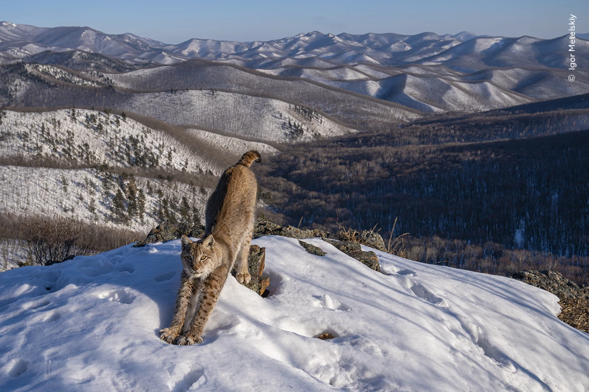 Winner, Animals in their Environment: Frontier of the Lynx by Igor Metelskiy, Russia. Metelskiy shows a lynx stretching in the early evening sunshine, its body mirroring the undulating wilderness.