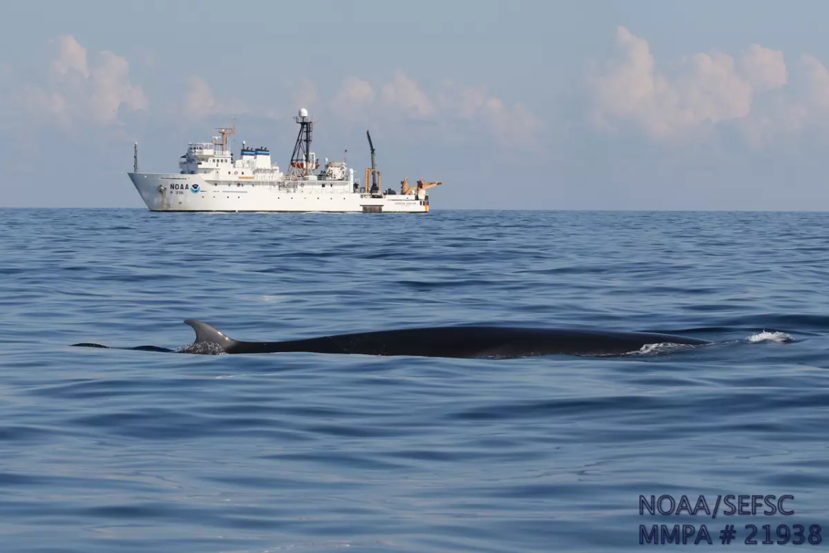 Rice's whales are among the most endangered whales on Earth. This photo, obtained from National Oceanic and Atmospheric Administration by NPR through an open records act request, shows a Rice's whale in the Gulf.