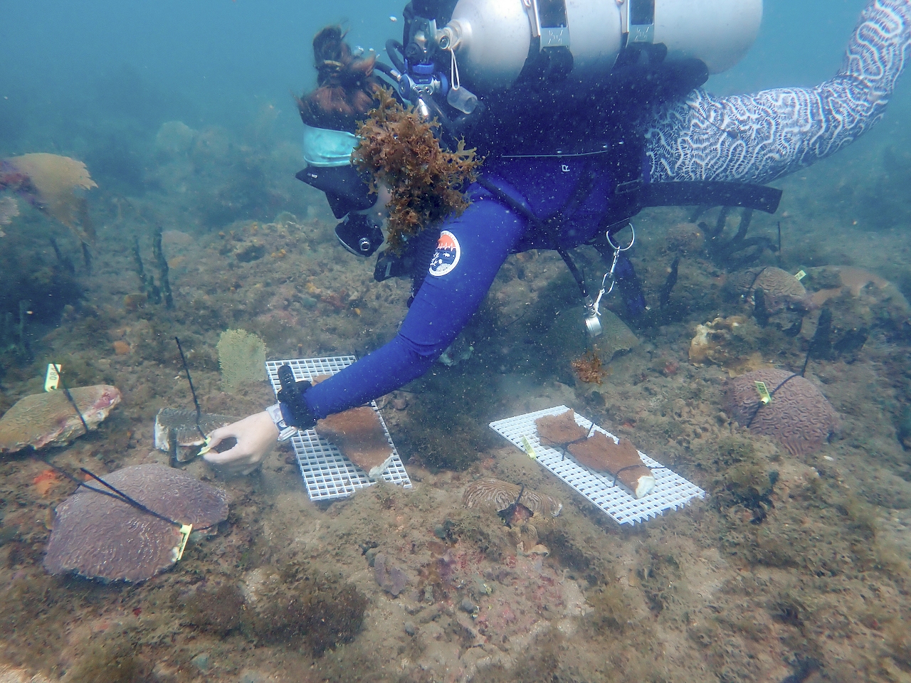 Florida reefs are in trouble. Could the answer lie in coral from the Caribbean?