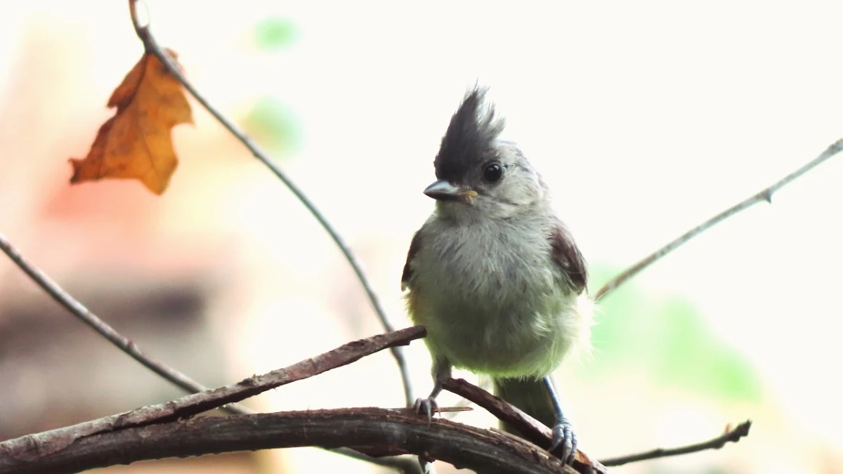 A titmouse bird perched on a branch.