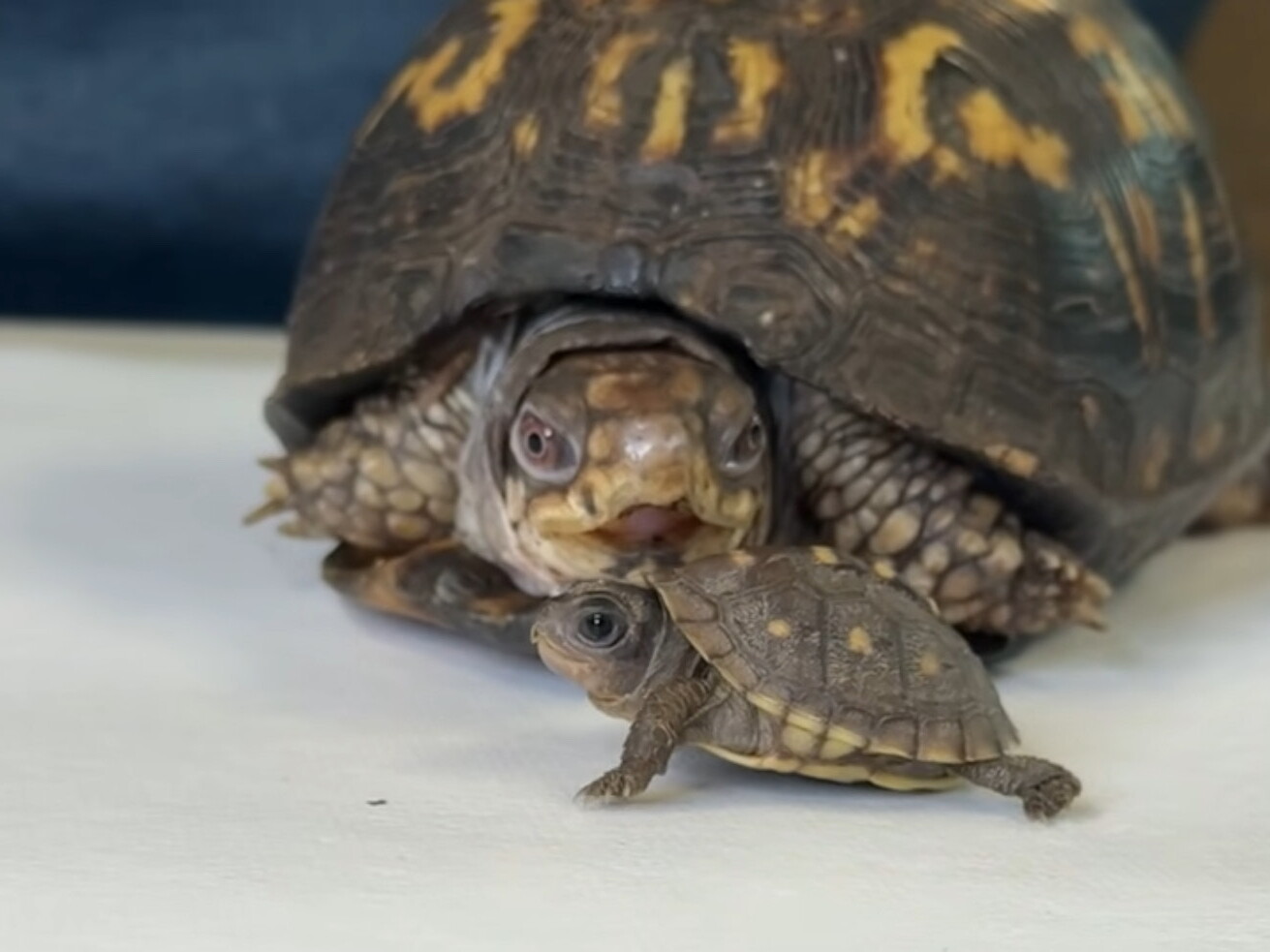 For 50 years, Rockalina the turtle lived on a kitchen floor. Now 