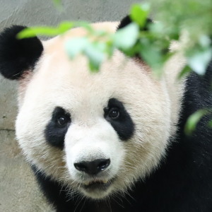 jack-panda-bey.jpg