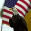 Amerikan bayrağının önünde kel bir kartal oturuyor.