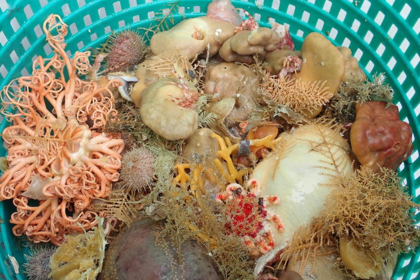 Scientists found 9 new sea sponge species in Alaska