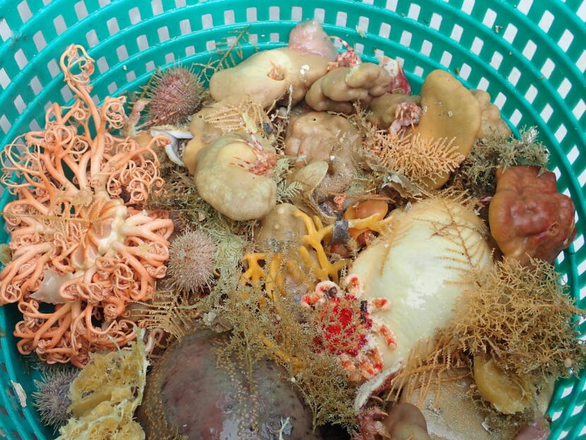 Deep-sea sponges and other invertebrates collected during a bottom trawl survey in Alaska are seen in a basked.