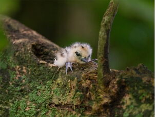 White tern chicks (left) and red-footed boobies (right) depend on the ocean for food. Tens of thousands of birds nest on Palmyra Atoll.