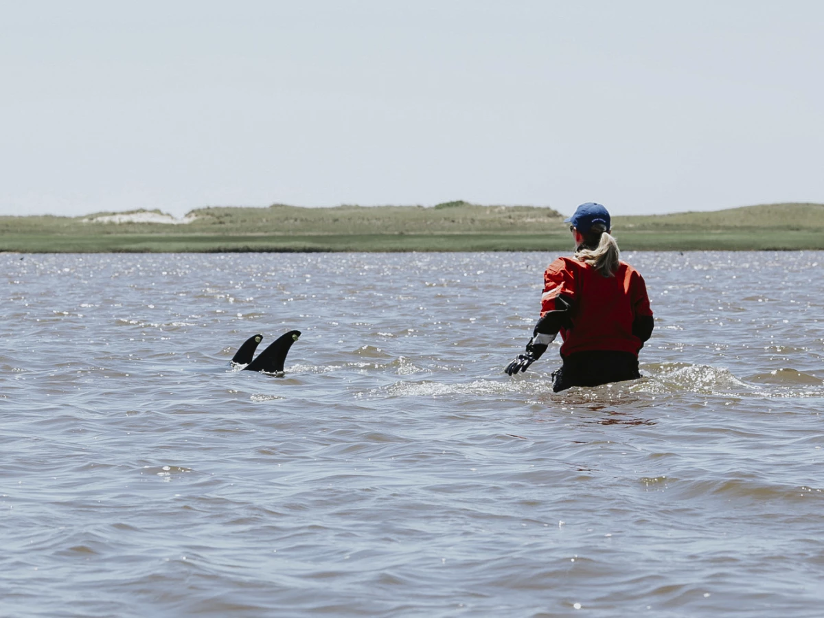A trained volunteer attempts to herd stranded dolphins into deeper waters on Friday in Wellfleet, Mass. As many as 125 Atlantic white-sided dolphins became stranded Friday on Cape Cod and at least 10 died, prompting an intensive rescue effort, according to the International Fund for Animal Welfare.