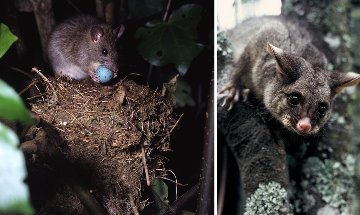 Rats and brushtail possums spread across New Zealand after being introduced by human settlers. Rats (left) eat bird eggs and chicks, while possums (right) eat tree foliage, reducing habitat and food supply for native birds.