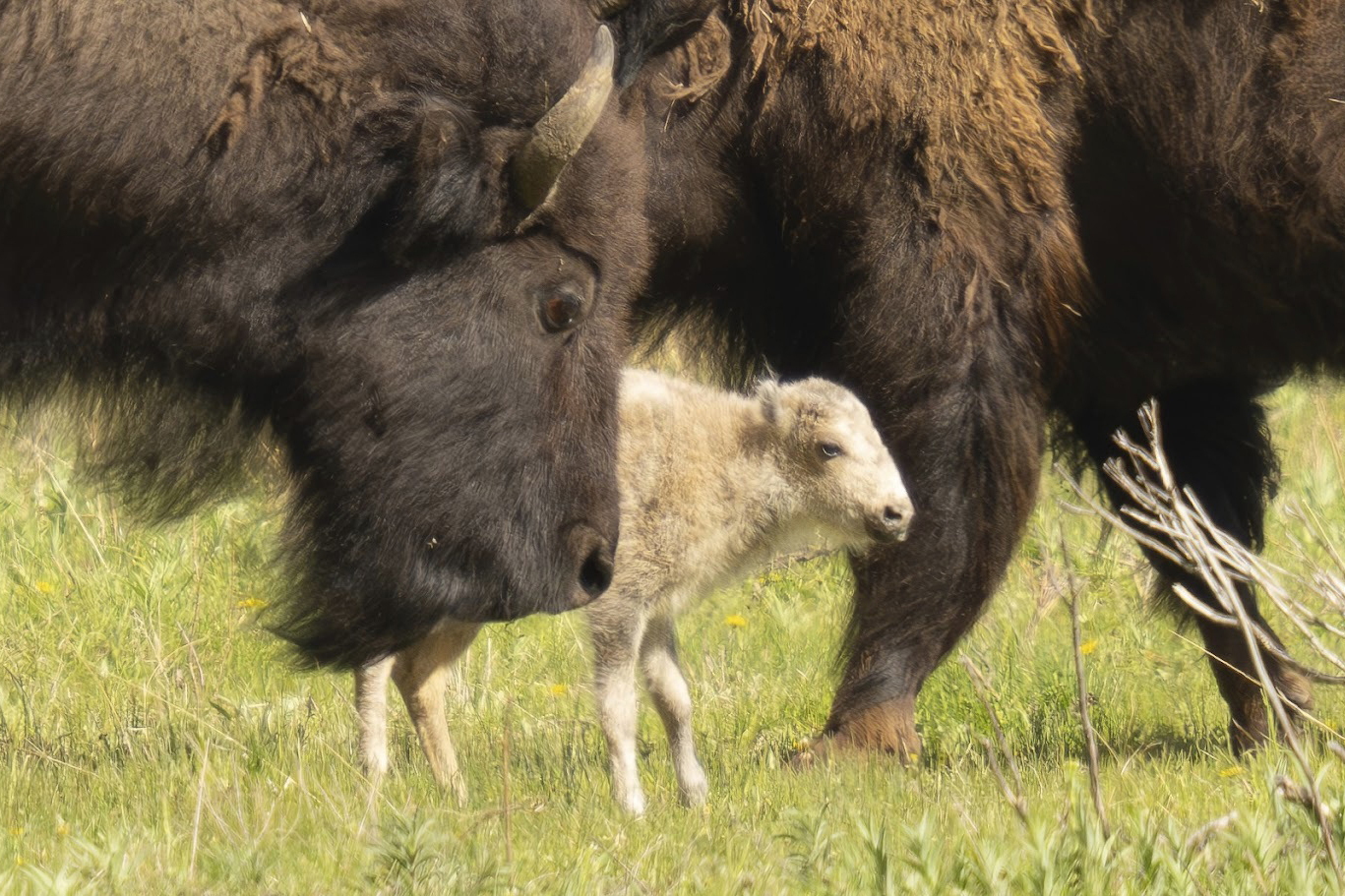 APTOPIX Yellowstone Park White Buffalo