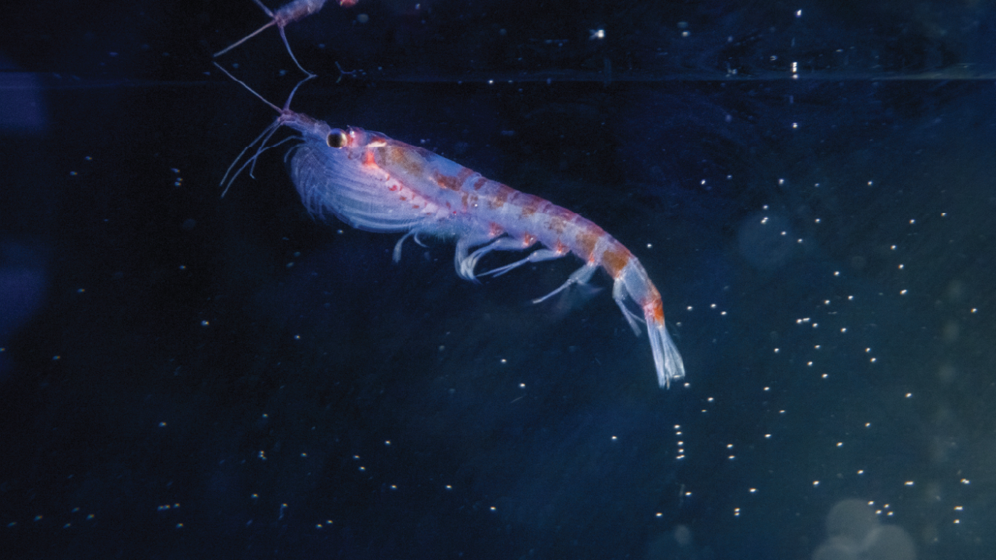Tiny krill are turning up in deep-sea hydrothermal vents. Scientists want to know why