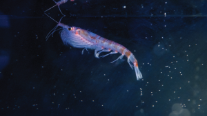 Antarctic krill, a shrimp-like crustacean, were found at a hydrothermal vent off the Antarctic Peninsula during the National Geographic and Rolex Perpetual Planet Southern Ocean Expedition in collaboration with the Schmidt Ocean Institute.