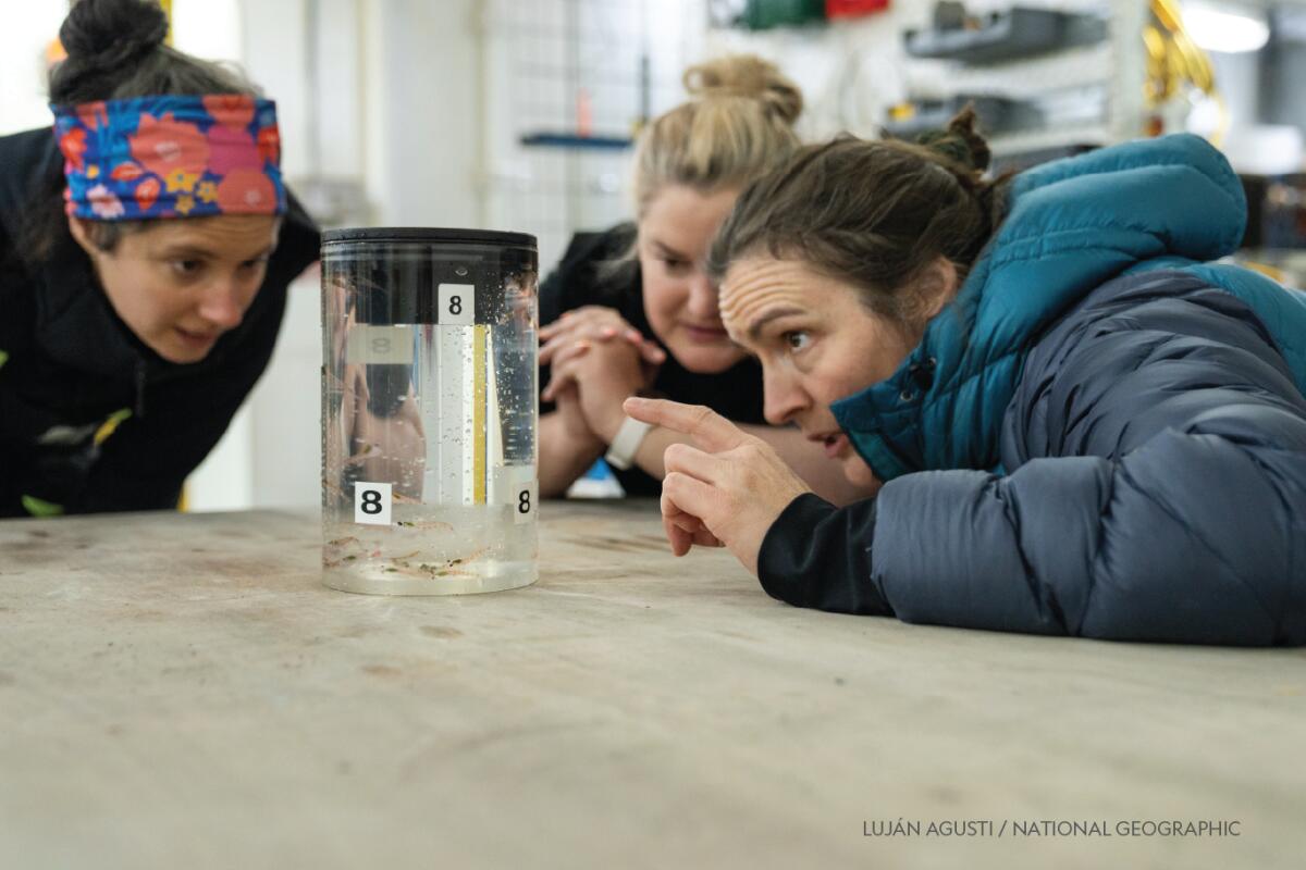 Tiny krill are turning up in deep-sea hydrothermal vents. Scientists want to know why 1 Biological oceanographer Kim Bernard and her colleagues examine the krill that they collected from a hydrothermal vent some 3,600 feet below the surface.
