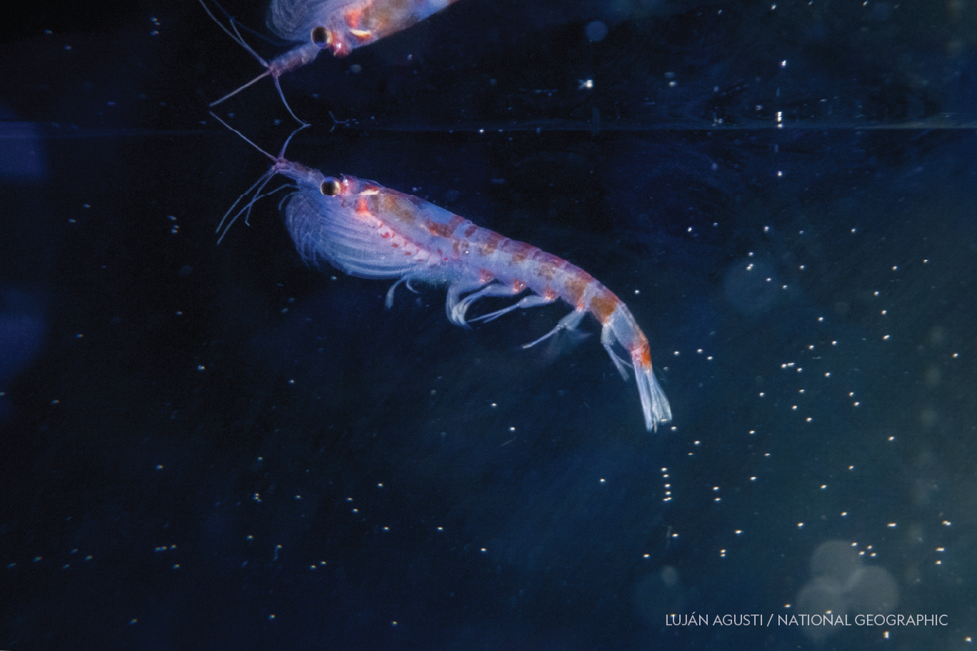 Tiny krill are turning up in deep-sea hydrothermal vents. Scientists want to know why