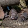 Rats aren't just nuisances, they can carry diseases like leptospirosis and hantavirus. They are also one of the leading causes of property damage.