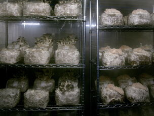Mushrooms grow in a fruiting room inside a former hog barn retrofitted by the Faaborg family. The Faaborg family grows specialty mushrooms at 1100 Farm in central Iowa. Tyler Faaborg said the family makes their own mushroom blocks, which is cheaper than buying them.