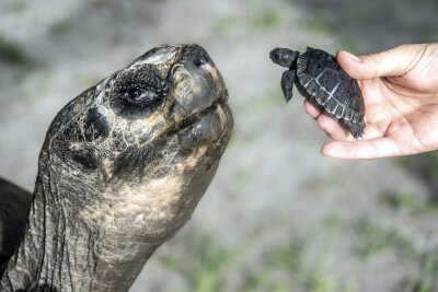 Galápagos Tortoise