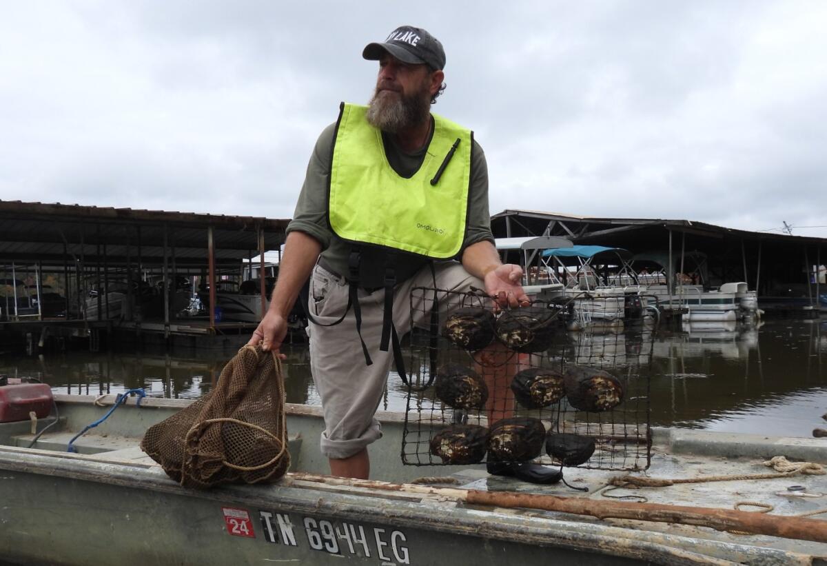 John Nerren holds freshly harvested mussels from the Tennessee River Freshwater Pearl Farm.