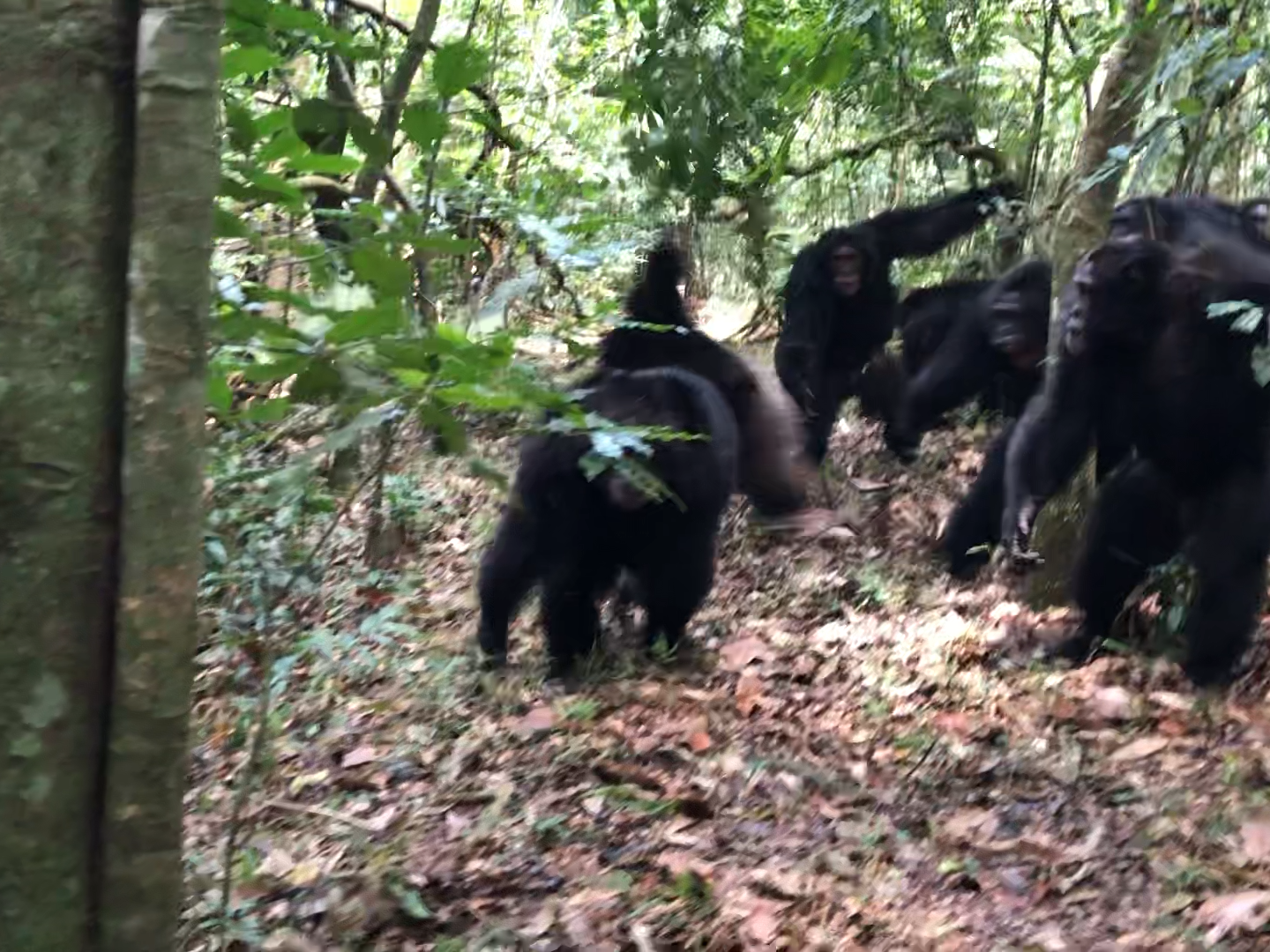 What a chimpanzee 'civil war' can teach us about how societies fall apart