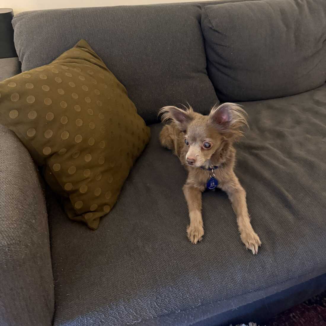 Gracie at Klee's home.