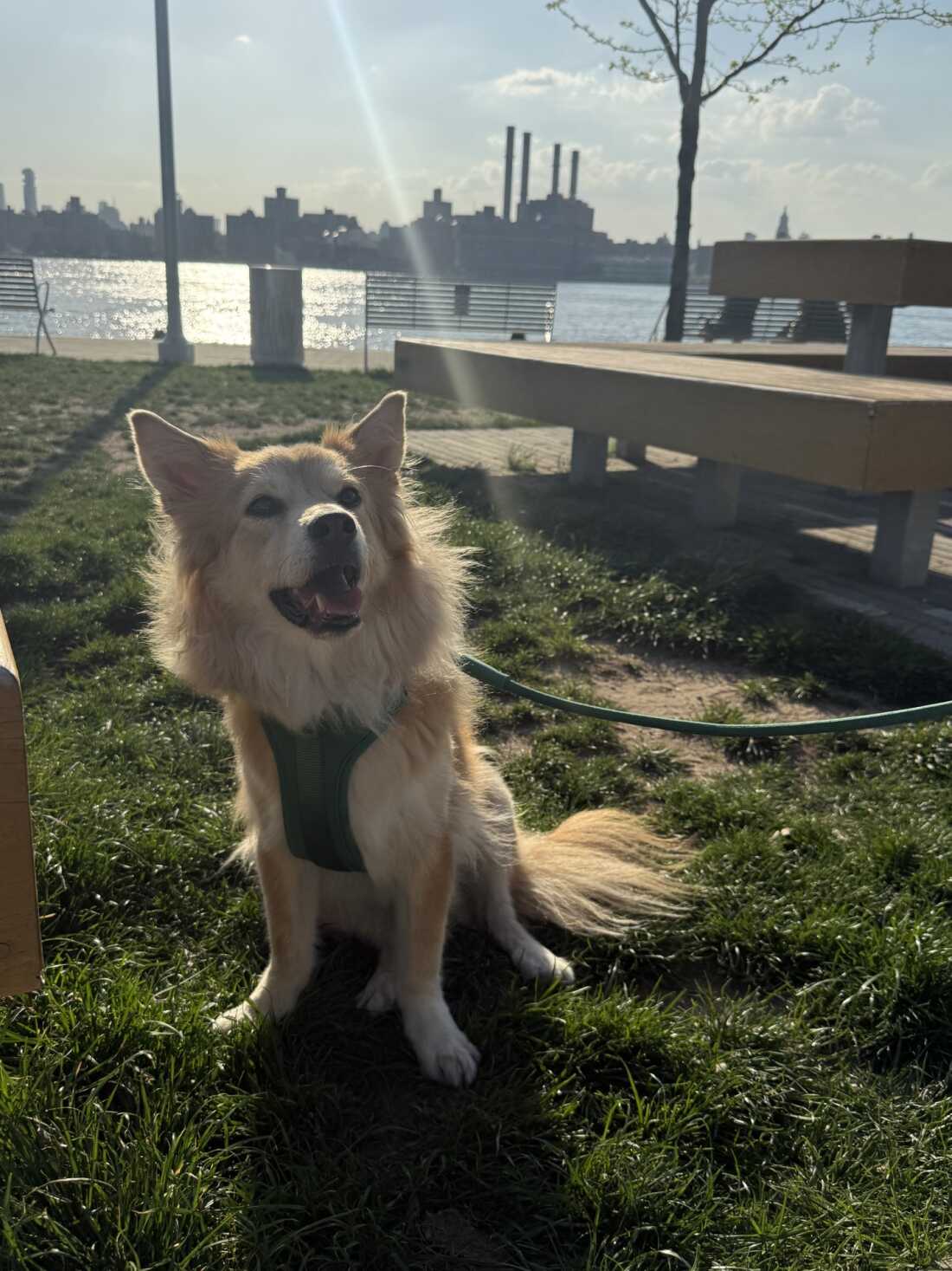 Klee's dog, Simon.