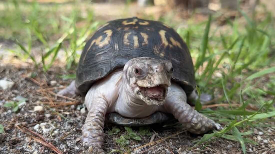 Rockalina the eastern box turtle enjoys the outdoors for the first time in nearly 50 years.