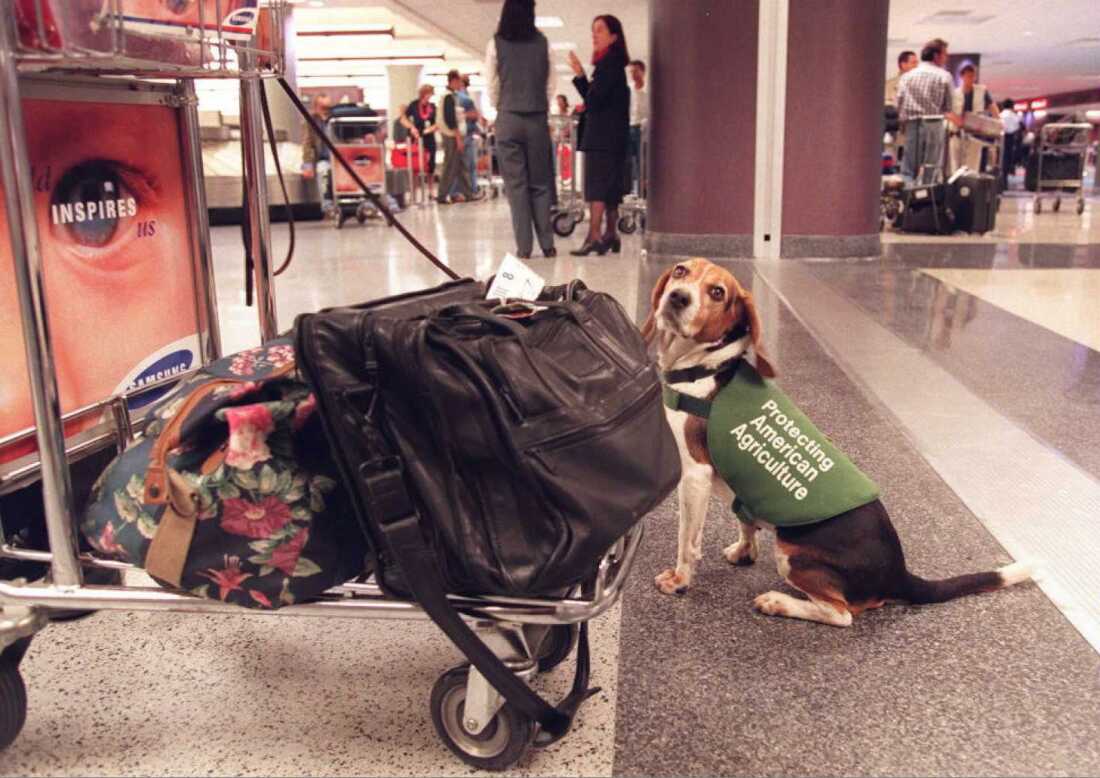 A sniffer dog from the U.S. Department of Agriculture sits next to the luggage of passengers arriving at Hartfield International Airport in Atlanta. USDA is currently seeking to fill jobs in its animal care program.
