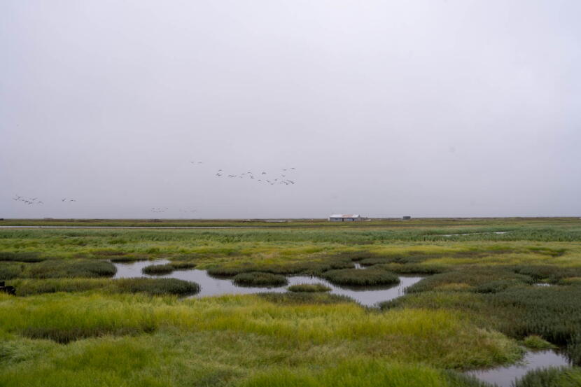 A building still displaced after being floated away by ex-Typhoon Halong is seen in the distance and geese fly over the tundra near Kipnuk in August 2026.