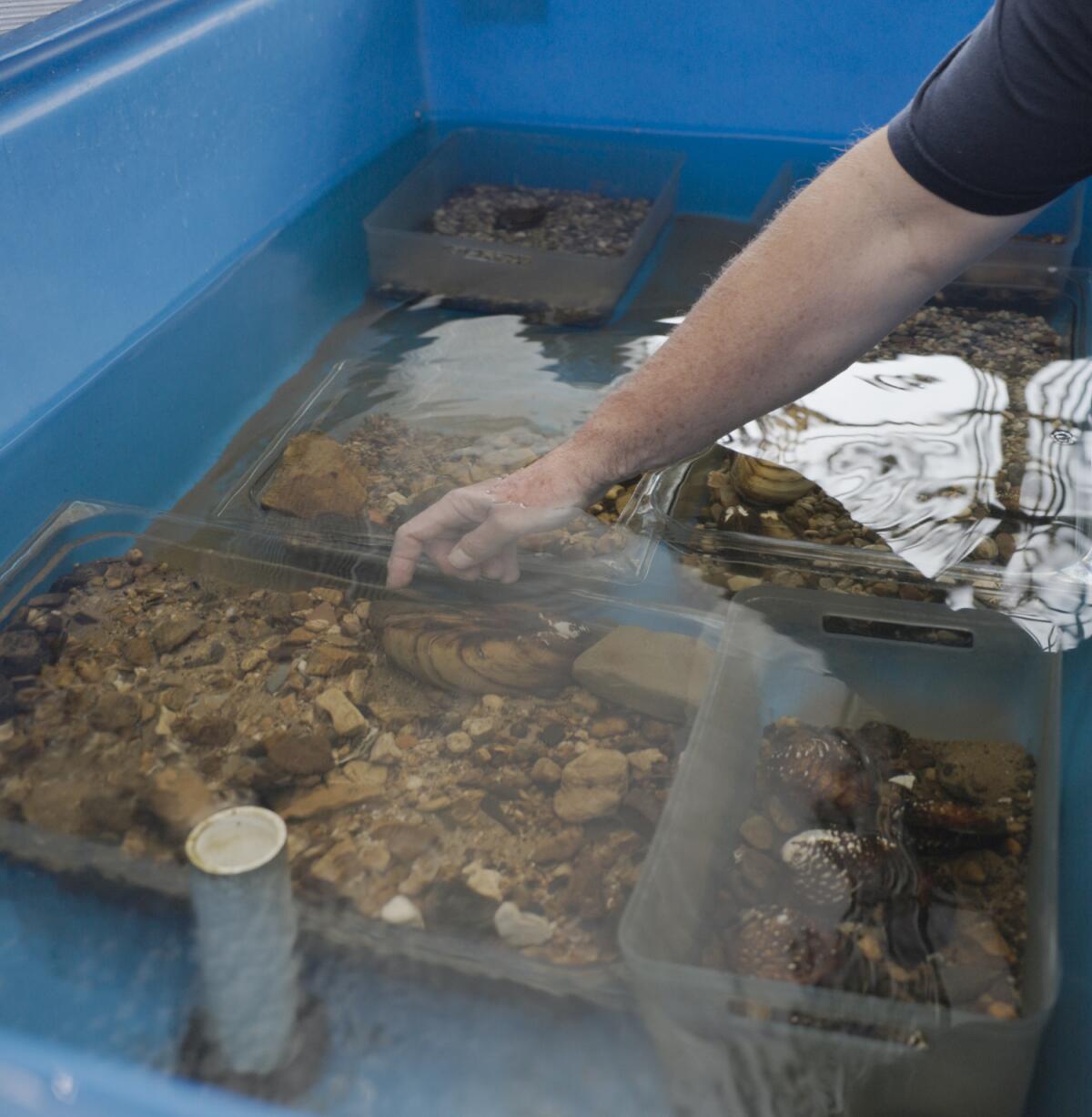 Kentucky and the surrounding region are home to some of the most biodiverse mussel populations in the world.