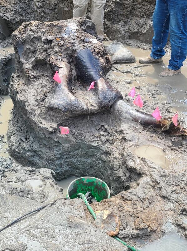 Flags mark the mastodon skull and tusk unearthed during the 12-day excavation.