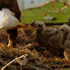 A bald eagle in Decorah, Iowa, feeds two eaglets in their nest.
