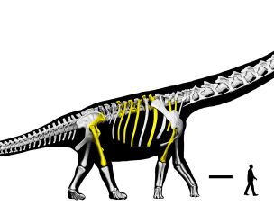 A representation of the <em>Nagatitan</em> skeleton, with the bones researchers have found marked in yellow.