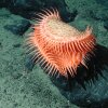 An unidentified cnidarian that resembles a Venus flytrap from the family Hormathiidae, sits at 1874 meters water depth. A new study finds that the vast majority of the deep sea floor remains undocumented.