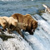 Bear 402 is seen fishing with her yearlings in 2019.