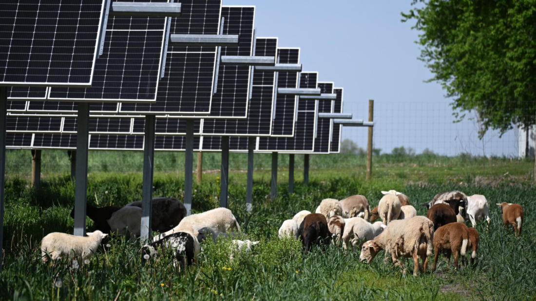 Sheep graze around solar panels in Dunlap, Ill. They range in the colors brown, white, black and tan.