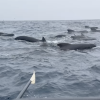Tom Waddington, che sta remando attraverso l'Oceano Atlantico, ha filmato un incontro di una volta con quello che crede fossero le balene pilota di pinne per molto tempo. Gli è piaciuta la sua visita, fino a quando uno ha colpito la sua piccola barca.